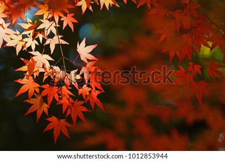 Maple tree autumn background.