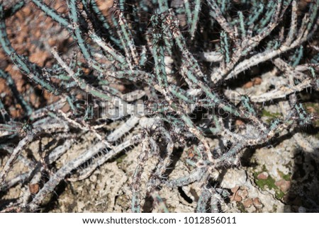 Group of succulents and cactus growing, stock photo