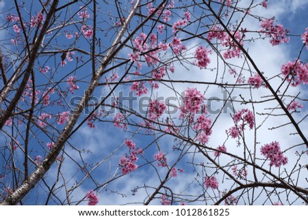 Royalty high quality free stock image of cherry blossom sakura  (Prunus Cesacoides, Wild Himalayan Cherry) in spring time. It is symbol flower in DaLat which blooms in the first months welcome spring