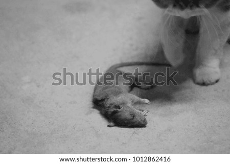 Black and white photo of victim mouse with cat hunter.
