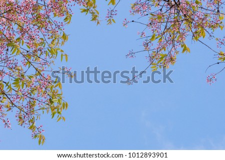 Beautiful cherry blossom in spring time over blue sky.Pink flower Nature background.