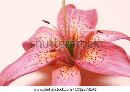 A fragment of an elegant lily flower of tender shades lies on a light pink background.