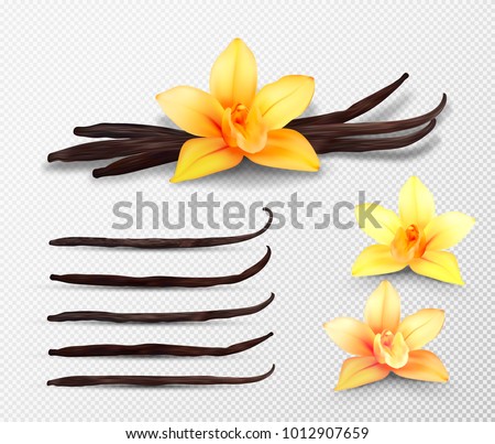 Realistic vector set of isolated elements. Vanilla flowers and pods or sticks Royalty-Free Stock Photo #1012907659