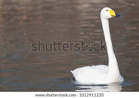 Cygnus cygnus (Whooper swan)