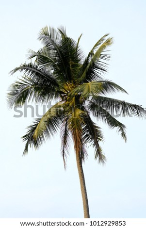 coconut tree with white sky background
