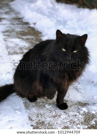 Snow black cat