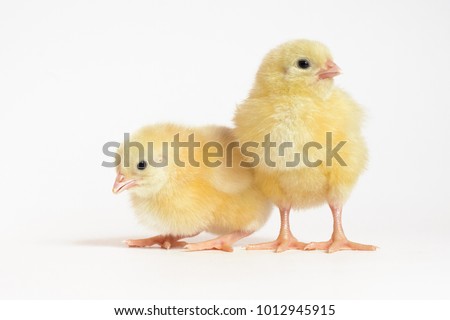 Two little chicken broiler isolated  on white background. Royalty-Free Stock Photo #1012945915
