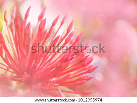 lxora flower or spike flowers  blooming  in soft colore and blurred background