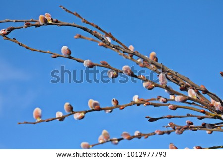 Willow catkins with blue background. Early spring first flower.