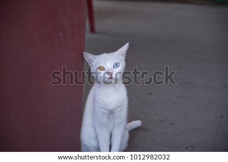 A domestic cat with blue and Yellow eyes