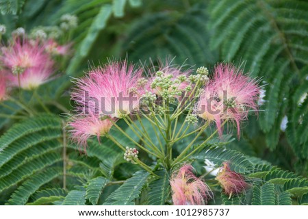 Albizia julibrissin, Nemu tree, with pink flowers - Persian silk tree,  pink siris, Lenkoran acacia, bastard tamarind, shabkhosb, nemunoki, nemurinoki, silk flower plant