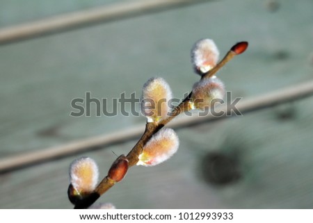 Willow catkins. Early spring first flower. Easter background idea.