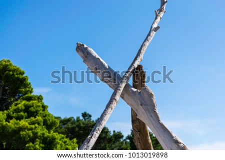 Trees grouped together in the cup in the sunny day in Budva in Montenegro, Trees with forest background in the wildness in the island near Budva.  Royalty-Free Stock Photo #1013019898