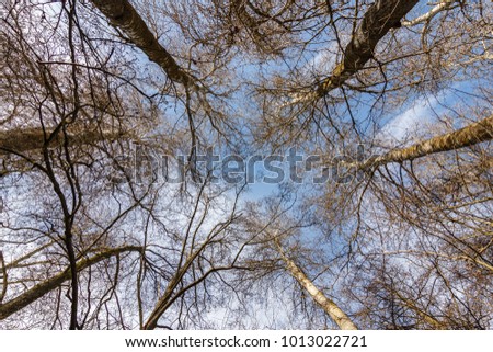 Aspen trees in winter. Populus tremula.