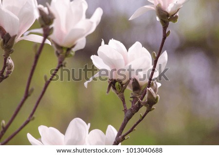 Blossoming of pink magnolia flowers in springtime, floral background