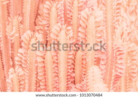 Pink tropical leaves background picture