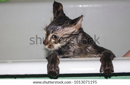 Wet disgruntled kitten.