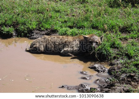 
Lying hyena in a pond in Serengeti, Tanzania