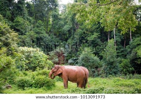 Asian Elephants in a Cambodian jungle