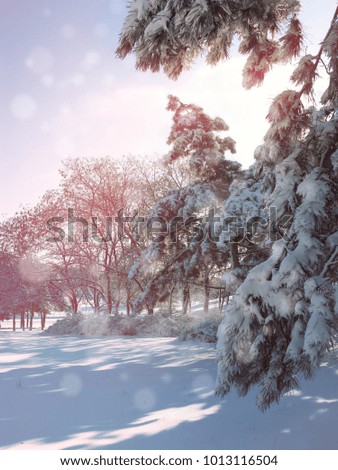 Winter background. Beautiful snow-covered coniferous forest park. Trees covered with snow. New Year