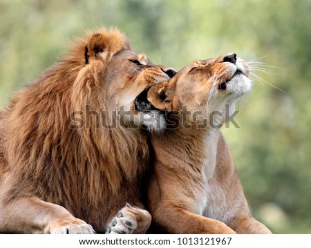 Pair of adult Lions in zoological garden Royalty-Free Stock Photo #1013121967
