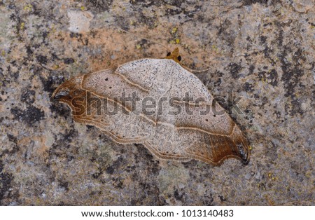 Beautiful Hook-tip moth ( Laspeyria flexula ) in the family Erebidae. Sitting on a rock.
