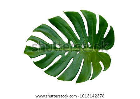 Monstera leaves leaves with Isolate on white background Leaves on white Royalty-Free Stock Photo #1013142376