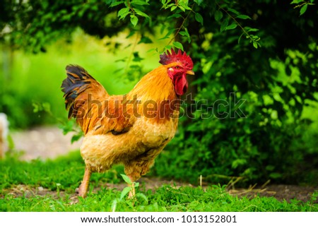 Red Rooster. Cock, rustic rural picture in sunny day.