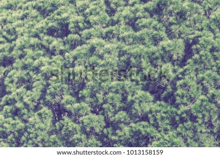 Coniferous forest. Green larch, background, texture. Toned