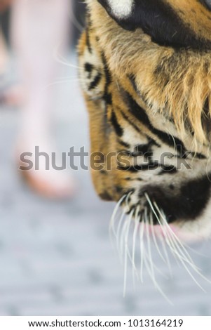 The beautiful captured tiger lies and thinks of the