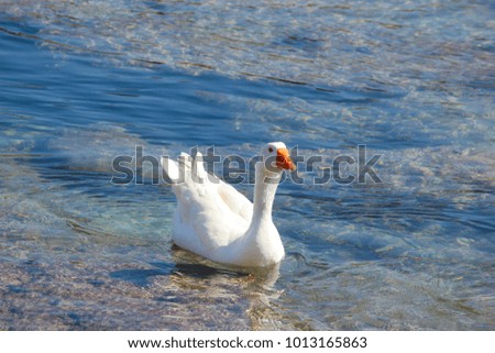 White domestic goose floats in clear water.