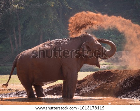 The cheerful elephant is playing mud happily in the jungle. Nature of wildlife, livelihood of animals.