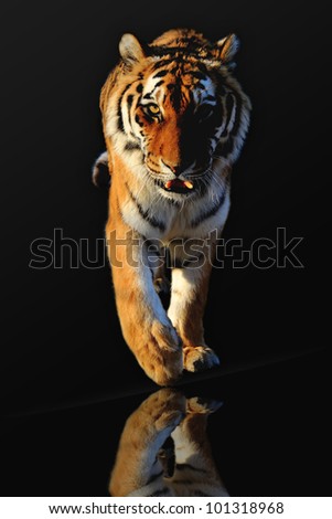 tiger walking  black background