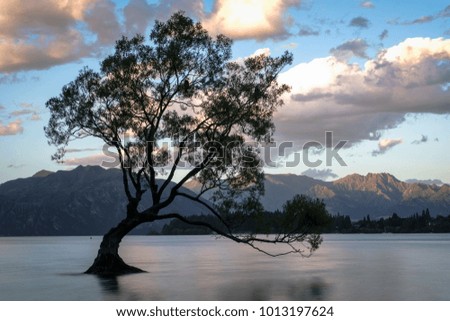 Lone tree of lake Wanaka, New Zealand