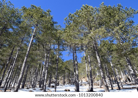  The hill in the mountain forest in the snow-covered pine trees. Agla. Marmaris. Turkey