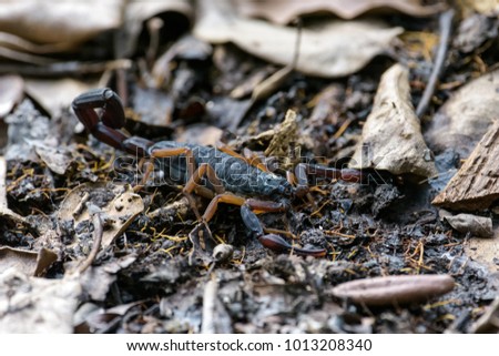 Scorpion hiding in dead leaves in Tikal Guatemala