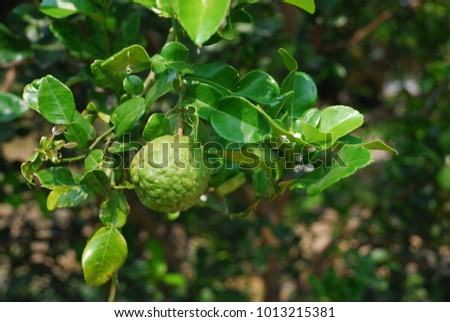 Citrus hystrix  Small tree Brown bark with spines pointed to the branches of the petiole leaves with a single leaf, white flowers, green flowers are blossoming and soft. Royalty-Free Stock Photo #1013215381