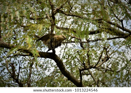 Bird Mimus saturninus spreading its wings on the rosewood tree