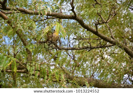 Mimus saturninus bird perched on rosewood tree