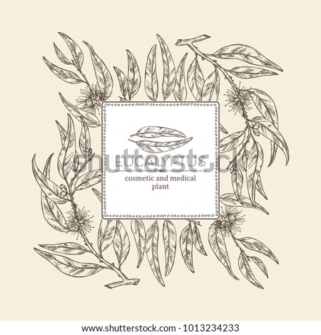Background with eucalyptus: leaves and flowers. Cosmetics and medical plant. Vector hand drawn illustration.