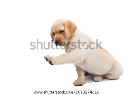 puppy labrador isolated on white background Royalty-Free Stock Photo #1013274616