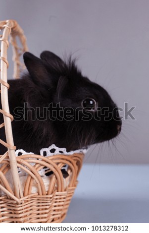 Easter card - on a clean gray background a rabbit is sitting in a basket. Traditional symbols of Catholic Christian Easter