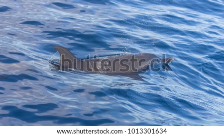 Dolphin swimming, breath, dolphin who blows some water

