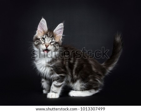 Female black silver tabby Maine Coon cat / kitten standing side ways and winkingisolated on black background