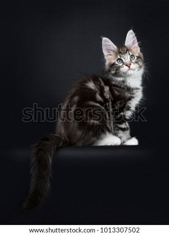 Female black silver tabby Maine Coon cat / kitten sitting side ways with tail hanging over edge isolated on black background