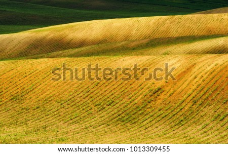 spring field. rows of sprouted agricultural crops. picturesque hilly field. agricultural field in spring