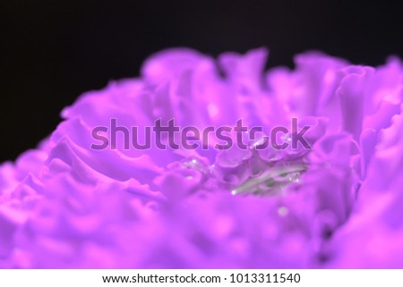 wet purple flower on black color background, made from color correction with the image editor.