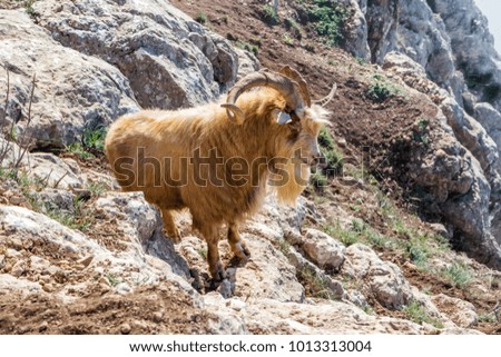 Mountain goat in the natural habitat