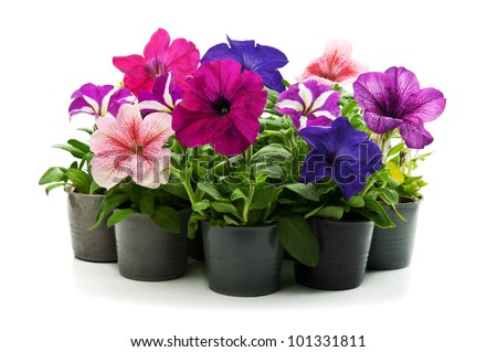 home flowers isolated on a white background