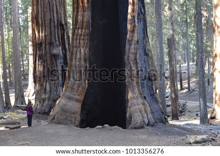 The Giant Forest of Sequoia National Park in Tulare County, in the U.S. state of California. By volume, these are the largest known living trees on Earth